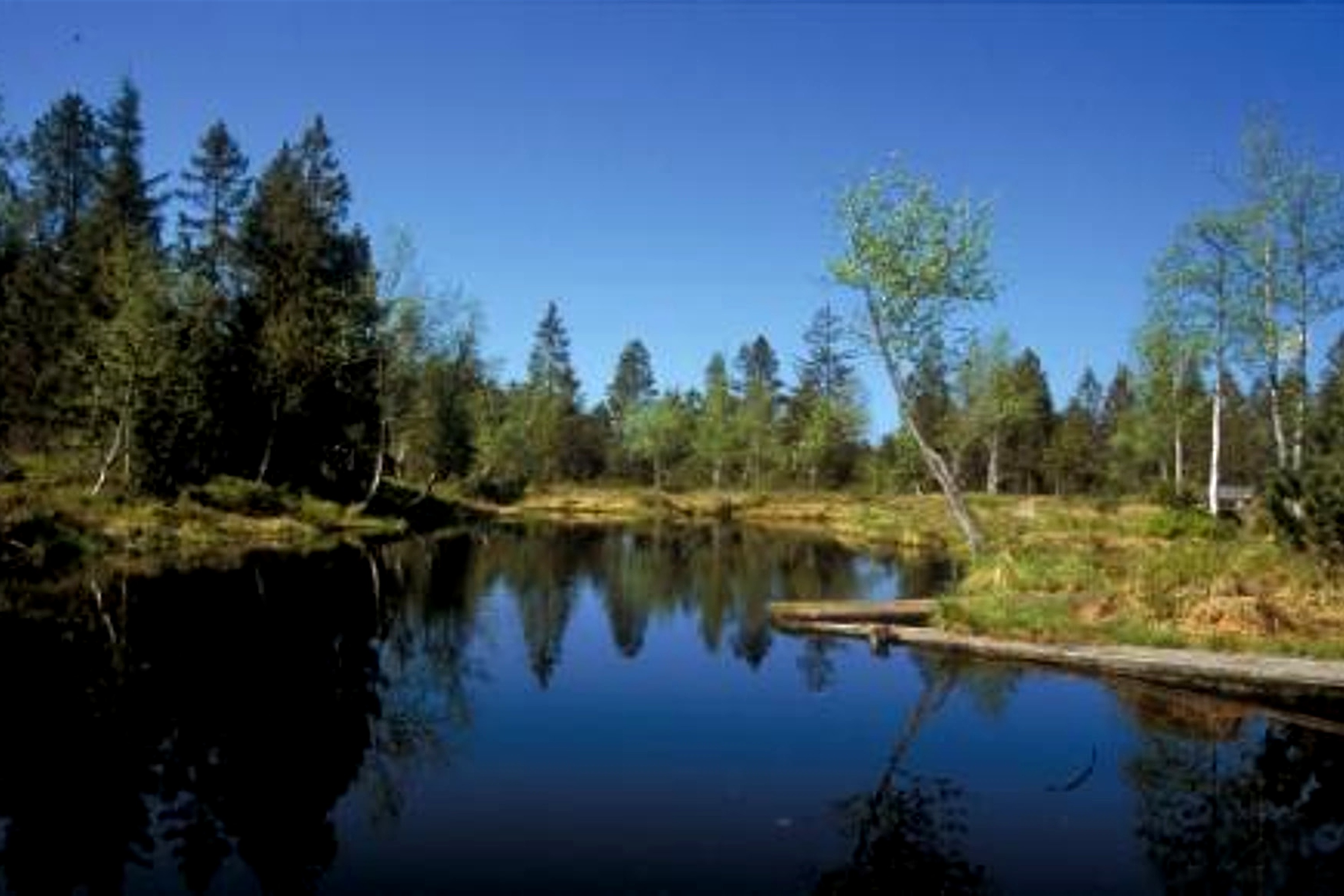Waldsee in Lindenberg im Allgaeu