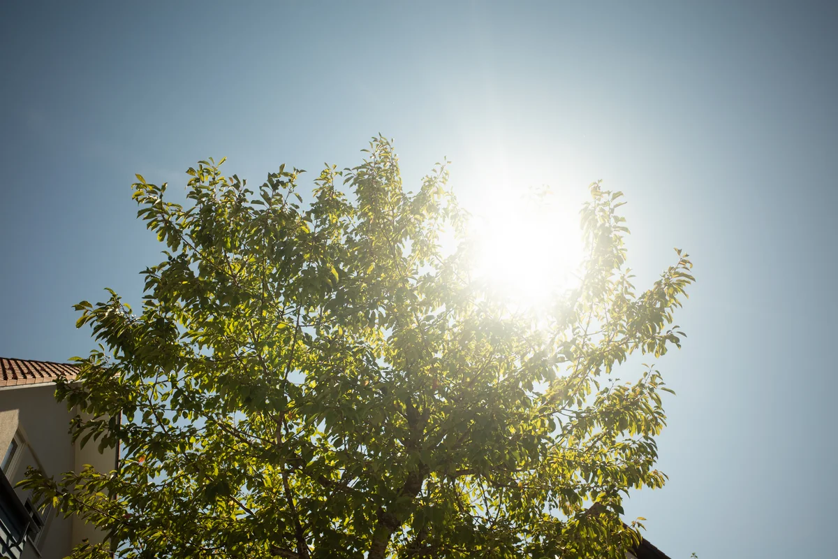 Sonne über den grünen Blättern eines Baums am Haus
